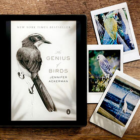 The Genius of Birds by Jennifer Ackerman